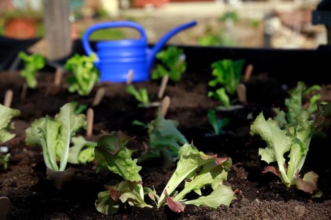 Growing lettuce in the bed, gardening