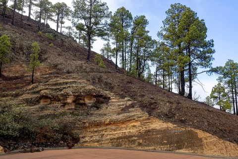 Geological outcrop, volcanic strata and grove of Canary Island pines, Mirador Degollada de la Cruz