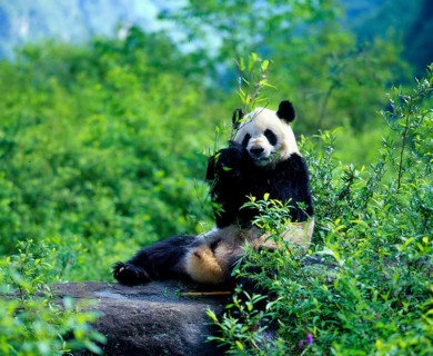 Giant Panda (Ailuropoda melanoleuca), Panda Bear