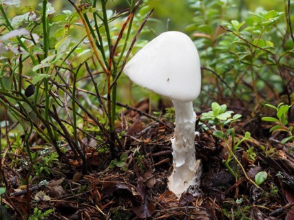 Amanita virosa, commonly known in Europe as the destroying angel, is a deadly poisonous