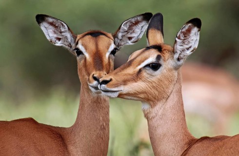 Liebevolle Impalas im Kruger Nationalpark, S