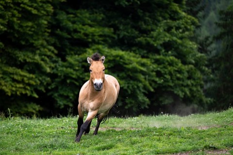 Przewalski's horse (Equus przewalskii) galloping in a meadow, Wildpark Mautern, Styria, Austria,