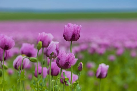 Poppy cultivation in Saxony