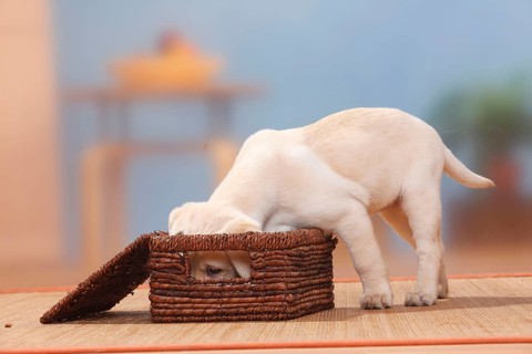 Labrador Retriever, puppy, 9 weeks, sniffing in the box