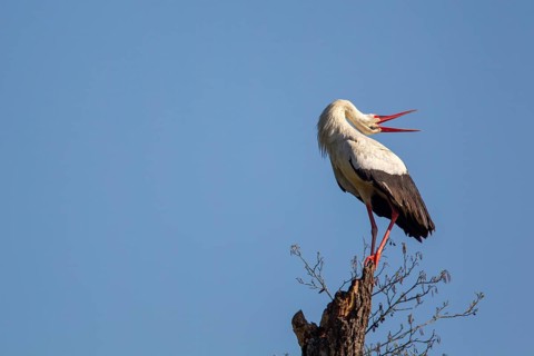A white stork (Ciconia ciconia) rattles on a dead tree trunk in spring in the Mönchbruch nature