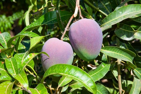 Mango tree in the wine and fruit growing area of Fajã dos Padres, Madeira, Portugal, Europe