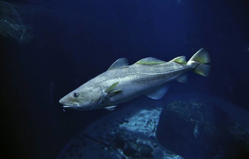 ATLANTIC COD (gadus morhua)