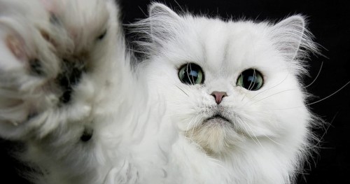 Chinchilla Persian Domestic Cat, Portrait of Adult with Green Eyes