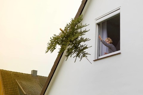 Woman throws a fir tree out of the window
