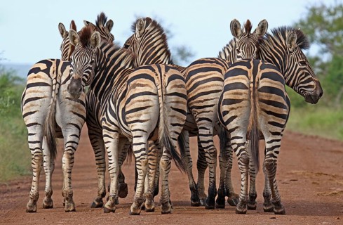 Zebras, plains zebras, S