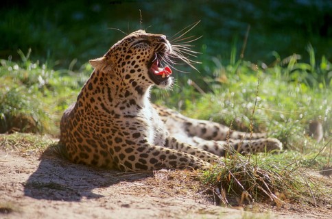 Northern Persian Leopard (Panthera pardus), Leopard, Persian Leopard (Panthera pardus ciscaucasica)