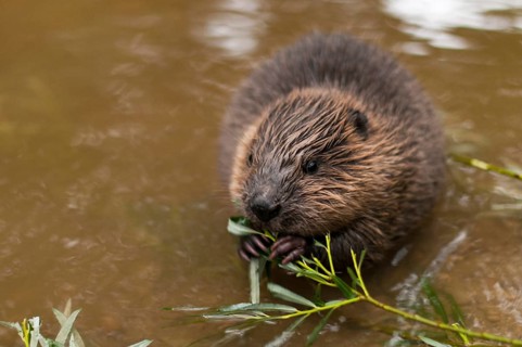 European beaver (Castor fiber), juvenile, Rosenheim, Bavaria, Germany, Europe