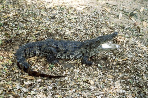 Siamese crocodile (Crocodylus siamensis) Critically endangered, captive, The Madras Crocodile Bank