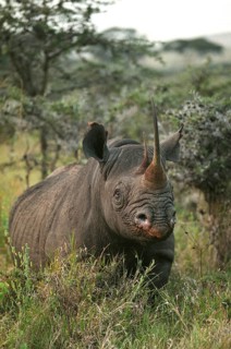 Black rhinoceros (diceros bicornis), adult in the bush, Nakuru Park in Kenya