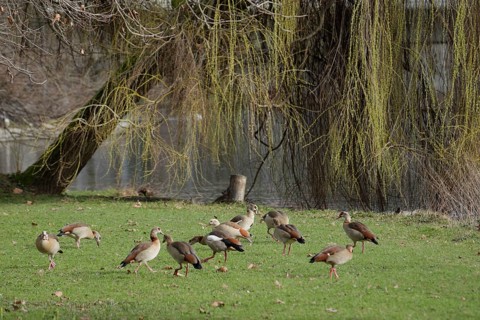 Nile geese on the banks of the Neckar, Nile goose (Alopochen aegyptiaca), Neckar, Neckar valley,