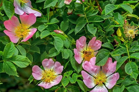Dog roses (Rosa canina), with honey bee (Apis), Allgäu, Swabia, Bavaria, Germany, Europe