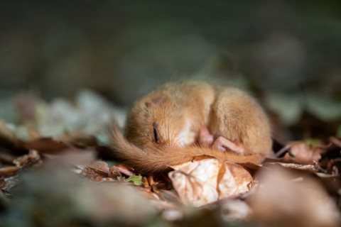 Hazel dormouse (Muscardinus avellanarius), sleeping, Stolberg, North Rhine-Westphalia, Germany,