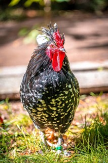 An Ancona chicken (Gallus gallus domesticus) with red, black and white feathers stands on the