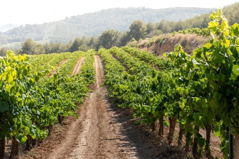 Vineyard in the Penedes designation of origin area for the production of Cava in the province of