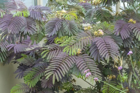 Silk acacia (Albizia julibrissin 'Summer Chocolate'), Ludwigshafen Cemetery, Ludwigshafen,