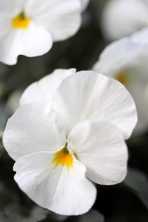 Horned violet (Viola cornuta, pansy)
