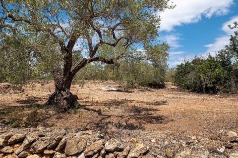 A solitary olive tree stands next to a stone wall in a dry, rural Mediterranean landscape under a
