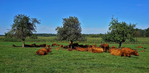 Herd of cows in the pasture, lying and chewing the cud, Herd of cows in the pasture, lying and
