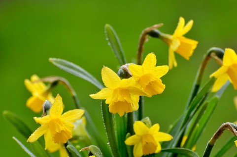 Flowering yellow daffodils (Narcissus pseudonarcissus) in spring