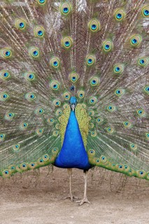 Peacock, male, Pavo Scalloped ribbonfish, mating, Oranienbaum, Wörlitz, Saxony-Anhalt, Germany,