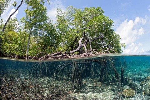 Aerial roots of mangroves, New Ireland, Papua New Guinea, Oceania