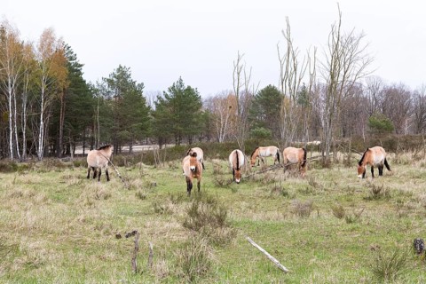 Przewalski's horse (Equus przewalskii), herd in a clearing in the forest, Döberitzer Heide,