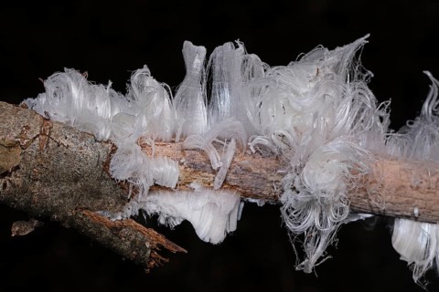 Hair ice fruiting bodies white wavy ice needles on tree trunk