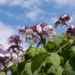 Velvet hydrangea (Hydrangea aspera 'Macrophylla'), Cambridge Botanical Garden, Germany, Europe