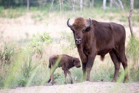 European bison (Bos bonasus), bull with calf at the edge of the forest, Döberitzer Heide nature
