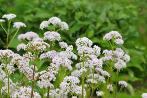 Baldrian -Valeriana officinalis, a medicinal plant