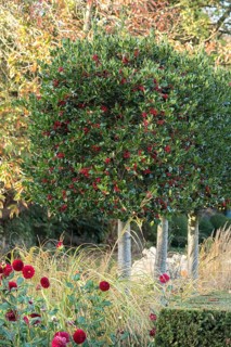 Holly (Ilex aquifolium 'Alaska'), Moon Gate