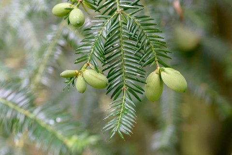 Japanese nutmeg-yew (Torreya nucifera), Arboretum Loismann, Federal Republic of Germany