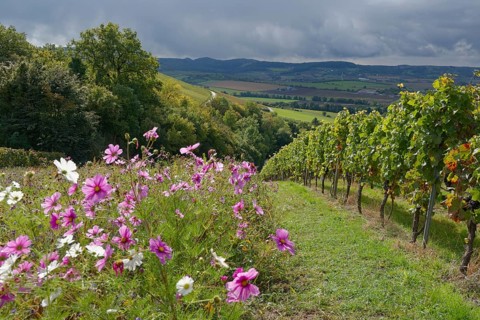 Flowering strips in the vineyard, Cosmea, Neuenstein, Öhringen, Hohenlohe, Swabian-Franconian