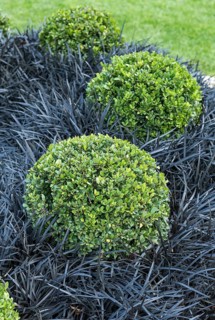 Japanese pod (Ilex crenata DARK GREEN), black snake's beard (Ophiopogon planiscapus 'Niger')