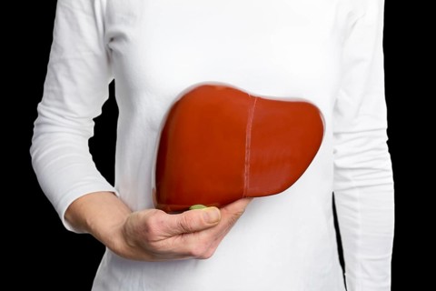 Woman holding model human liver at white body isolated on black background
