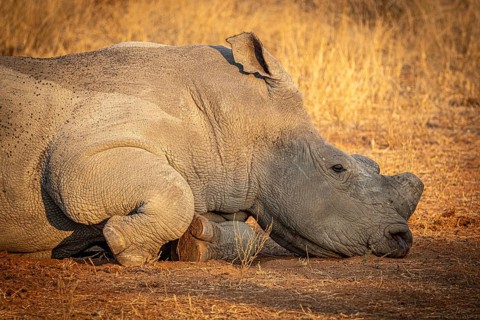 Reclining white rhinoceros (Ceratotherium simum) with sawn-off horn), portrait, Anti-Poaching,