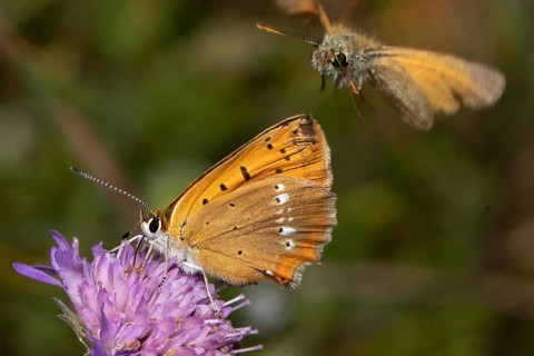 Scarce Copper female butterfly with closed wings sitting on violet flower sucking left looking and