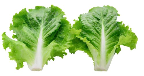 Two crisp romaine lettuce leaves arranged symmetrically, isolated on a white background
