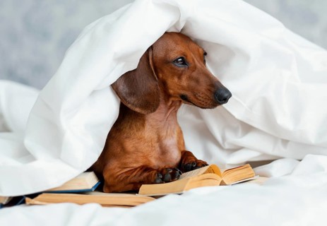 Adorable dog bed with books