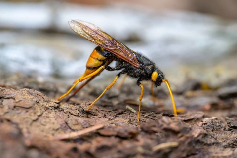 Giant woodwasp (Urocerus gigas), female with ovipositor, Bressanone, South Tyrol, Italy, Europe