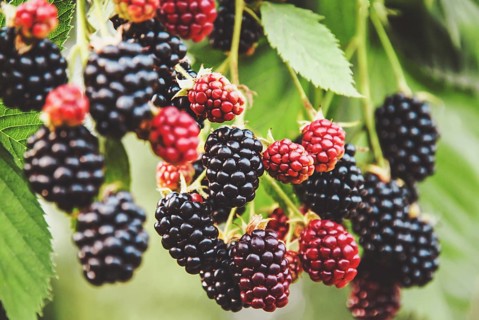 Blackberry fruit growing, ripening blackberries on branch, bramble plant in the garden