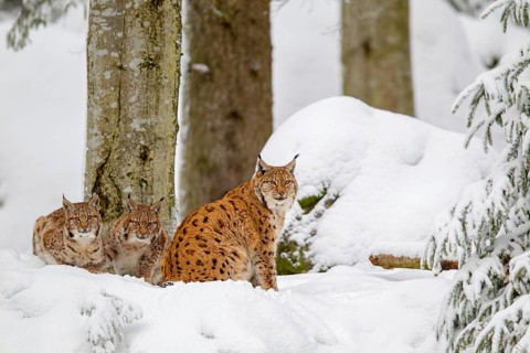 Lynx, mother with two cubs, in winter in the open-air animal enclosure in the Bavarian Forest