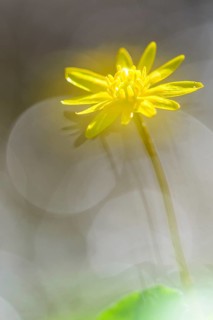 Spring Lesser Celandine