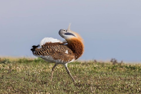 Great bustard (Otis tarda) m, Spain, Europe