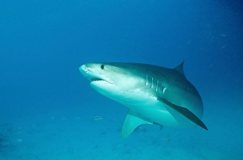 Tiger shark, Galeocerdo cuvier, Bahamas, Grand Bahama Island, Atlantic Ocean, Central America
